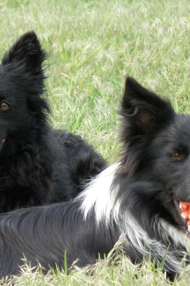 Собаки муди с игрушкой