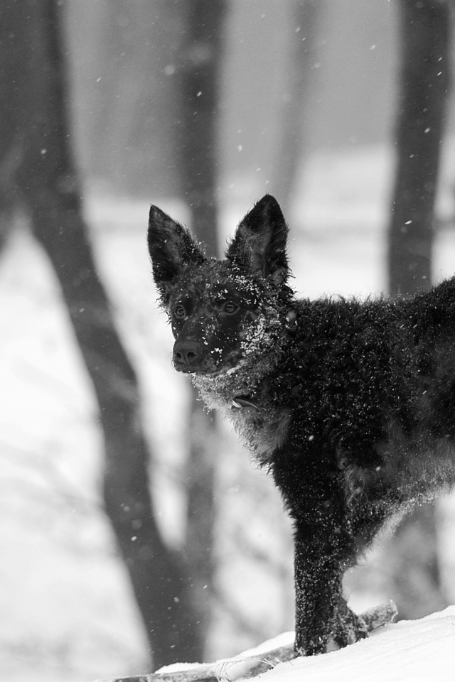 Муди на снегу