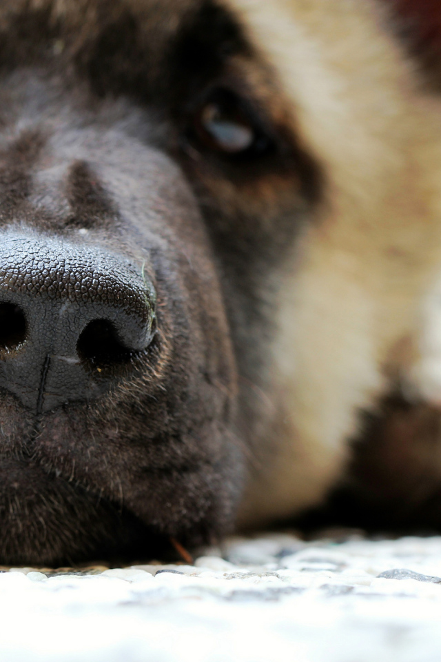 Мордочка американской акиты