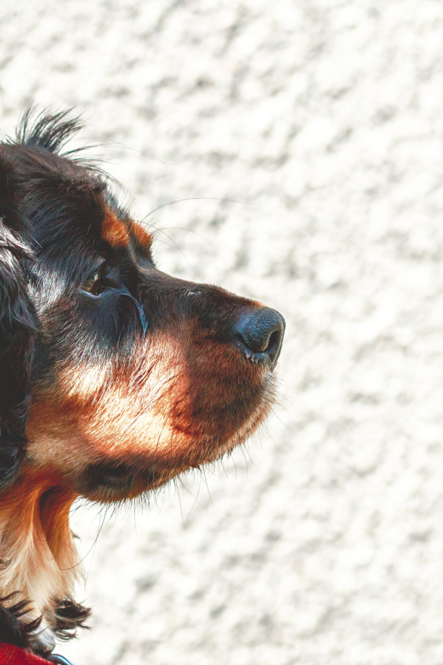 Мордочка кавалер кинг чарльз спаниеля