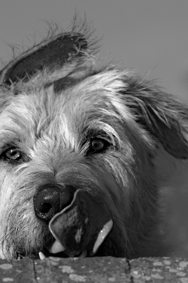 Мордочка ирландского волкодава