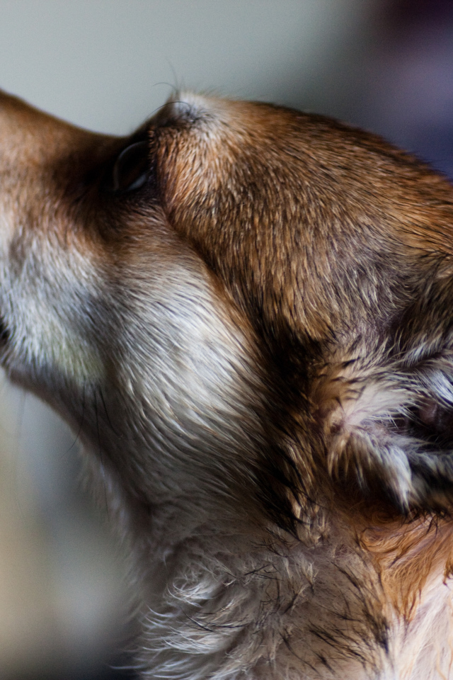 Мордочка норвежского лундехунда