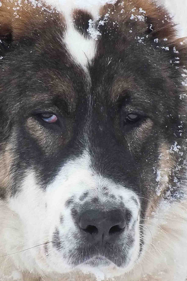 Морда алабая в снегу