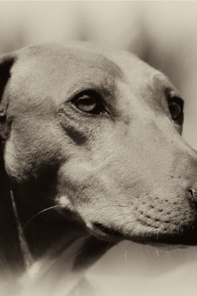 Мордочка собаки азавак