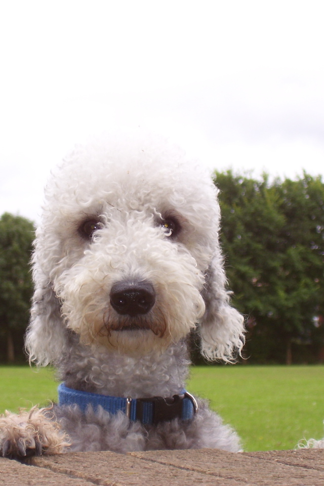 Мордашка собаки бедлингтон терьер