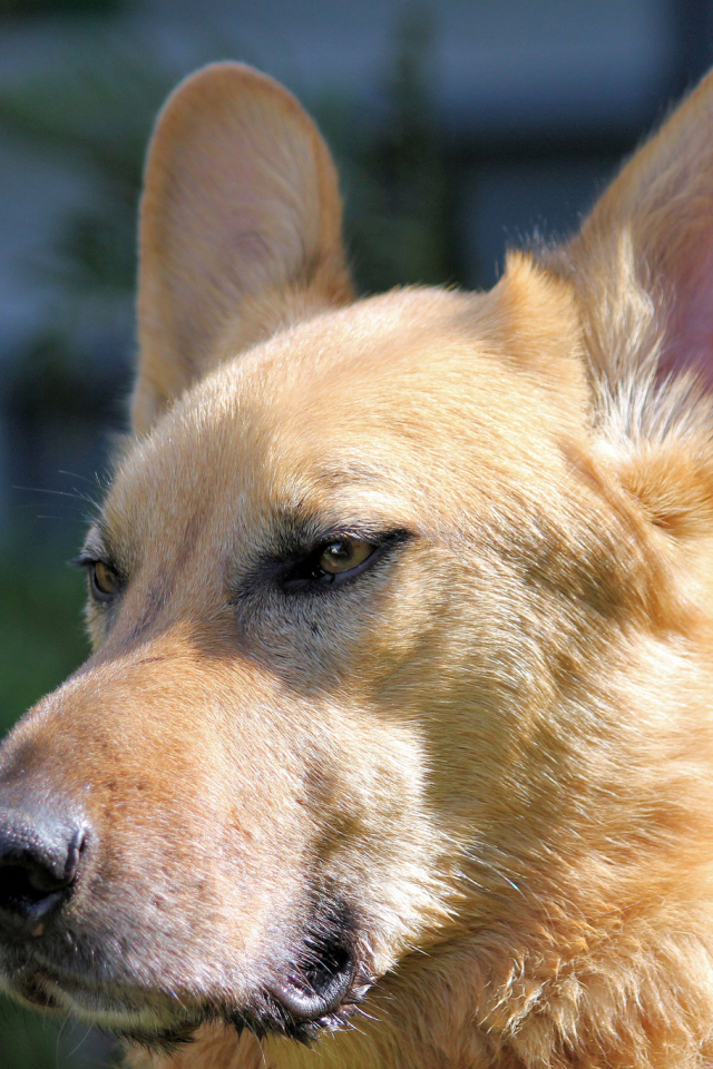 Морда пса чинук