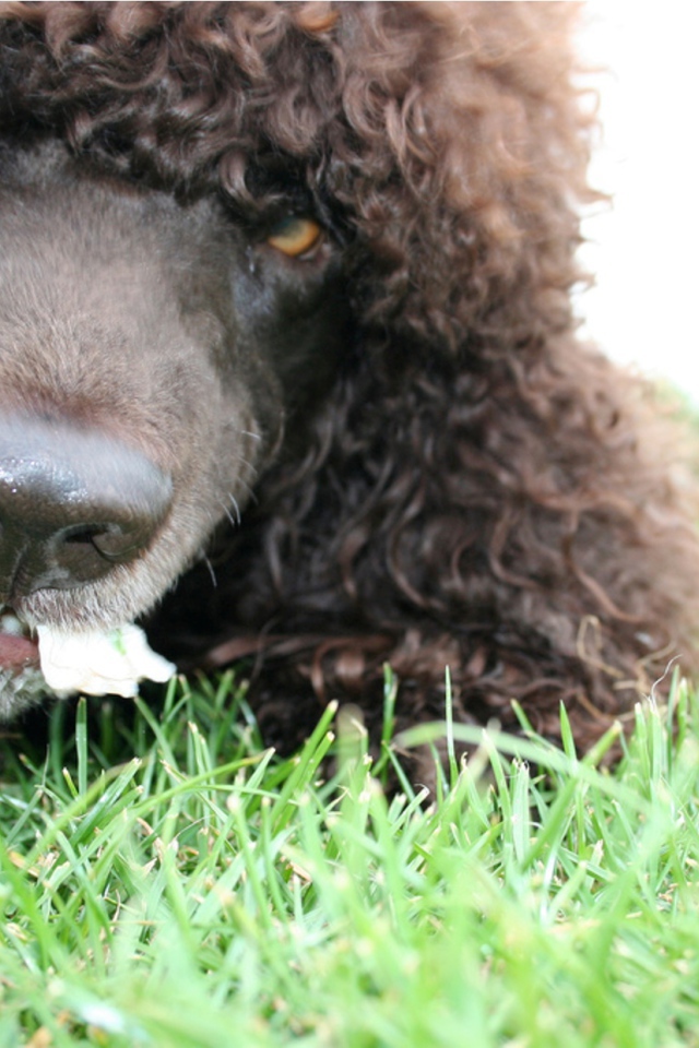 Морда собаки ирландский водяной спаниель