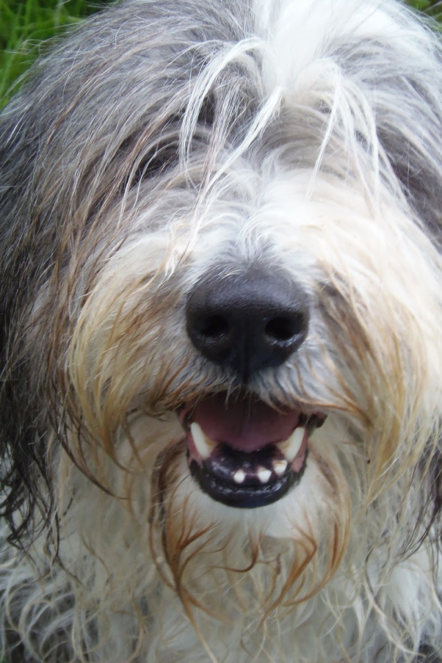 Мордашка собаки породы бобтейл