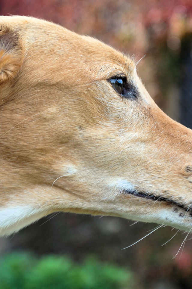 Мордочка собаки породы салюки