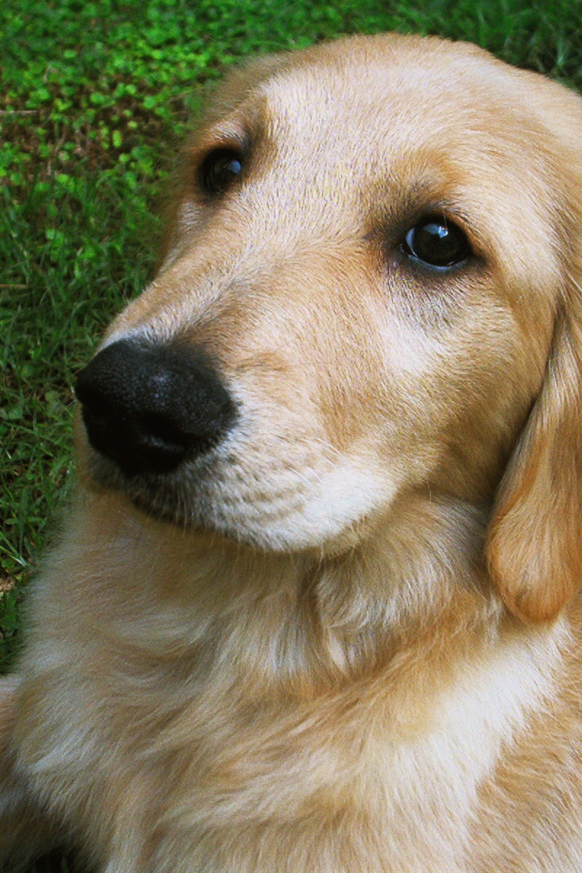 Мордочка золотого ретривера