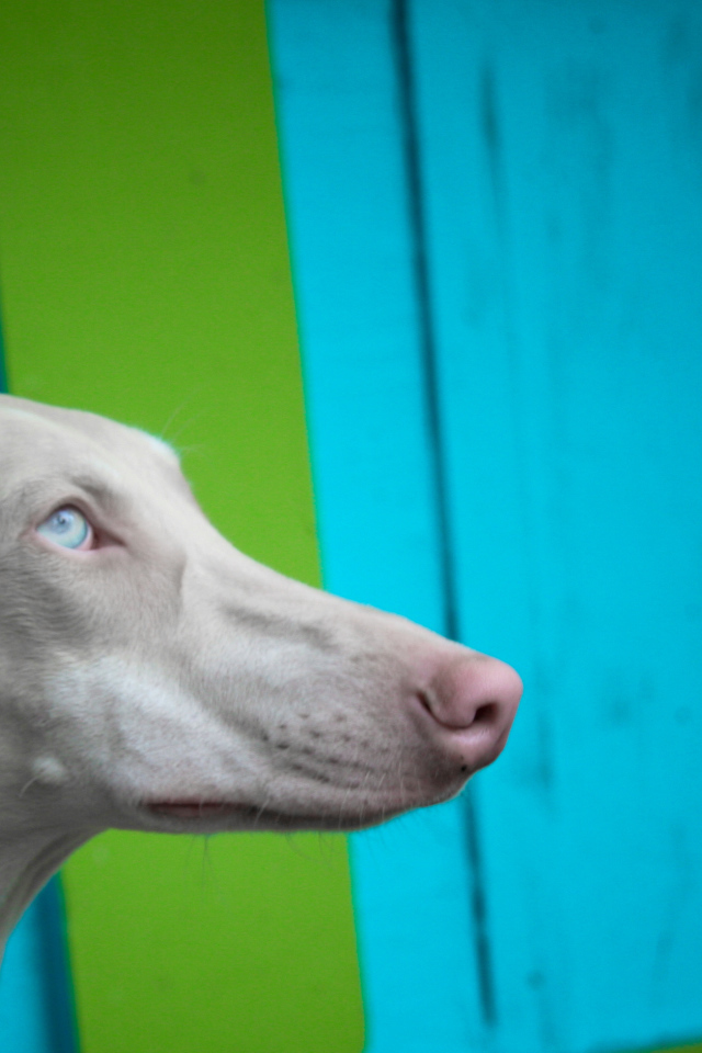 Морда серой фараоновой собаки