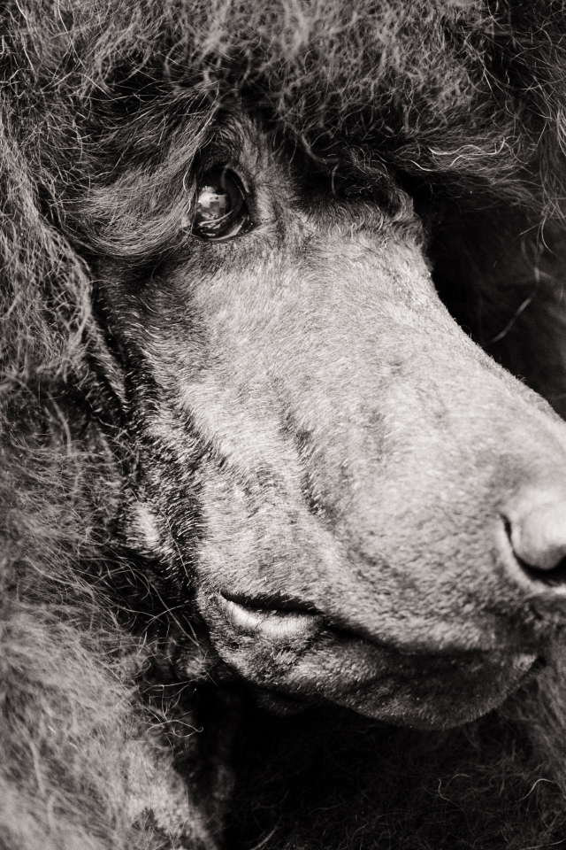 Морда черного пуделя