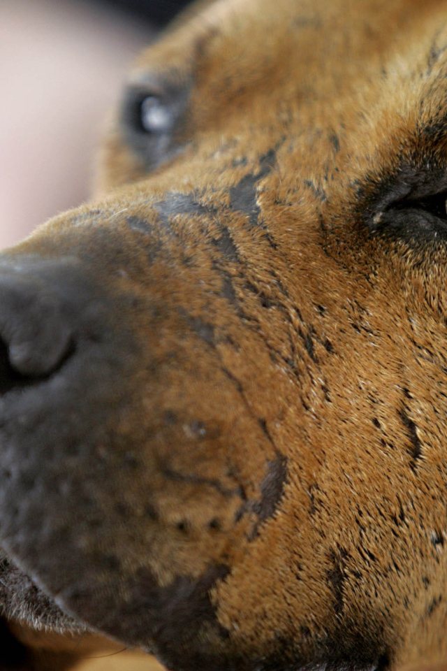 Морда старого питбуля