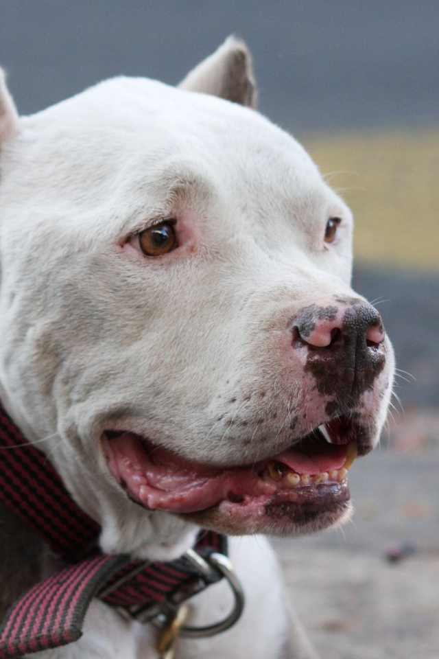 Морда белого питбуля