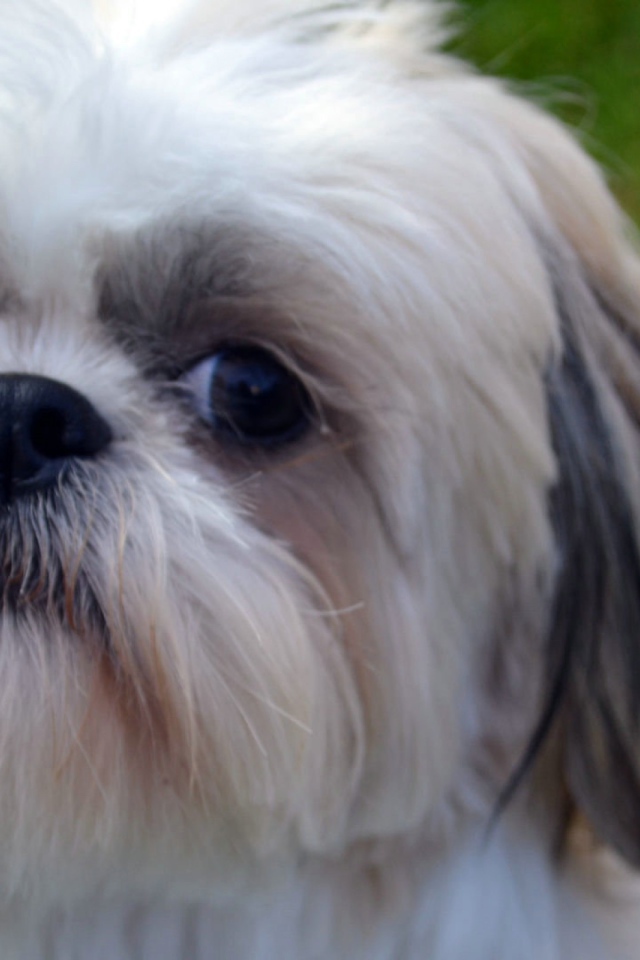 Морда белого шитцу