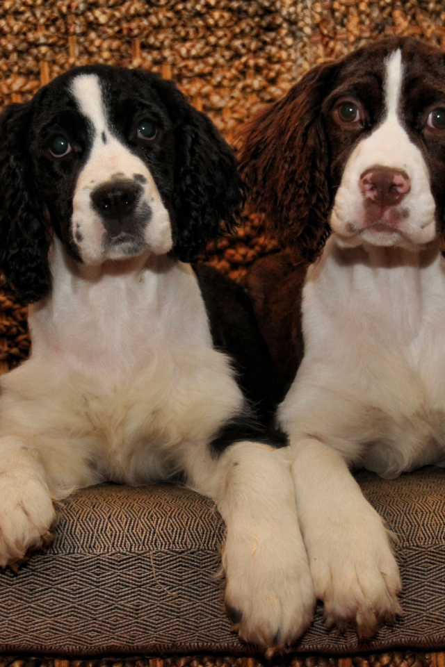 Благородные собаки английский спрингер спаниель