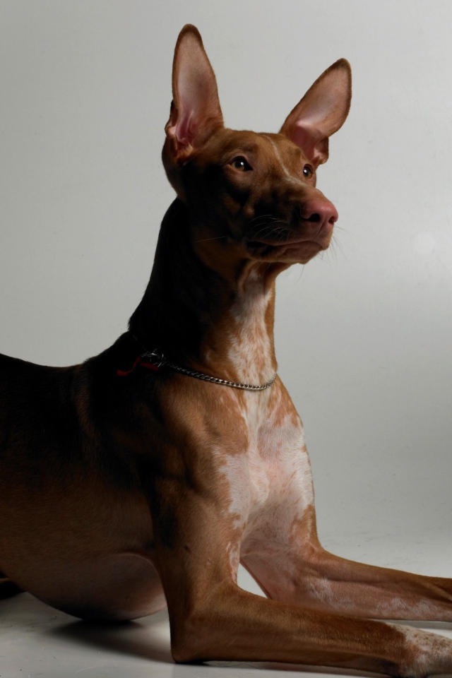 Благородная фараонова собака