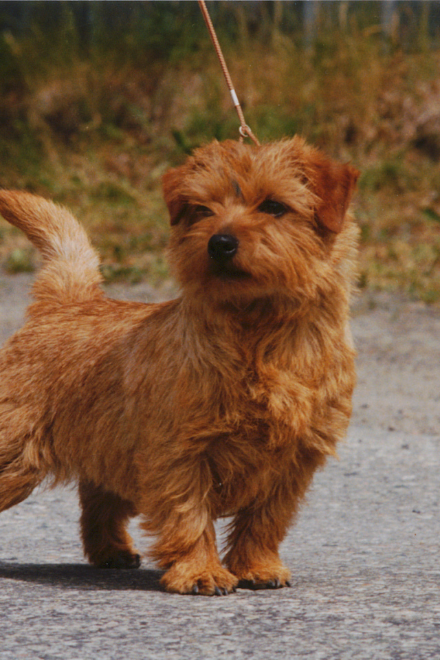 Норфолк терьер на прогулке