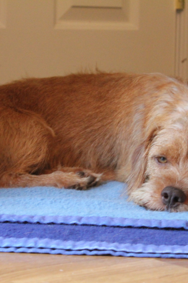 Норфолк терьер лежит на коврике