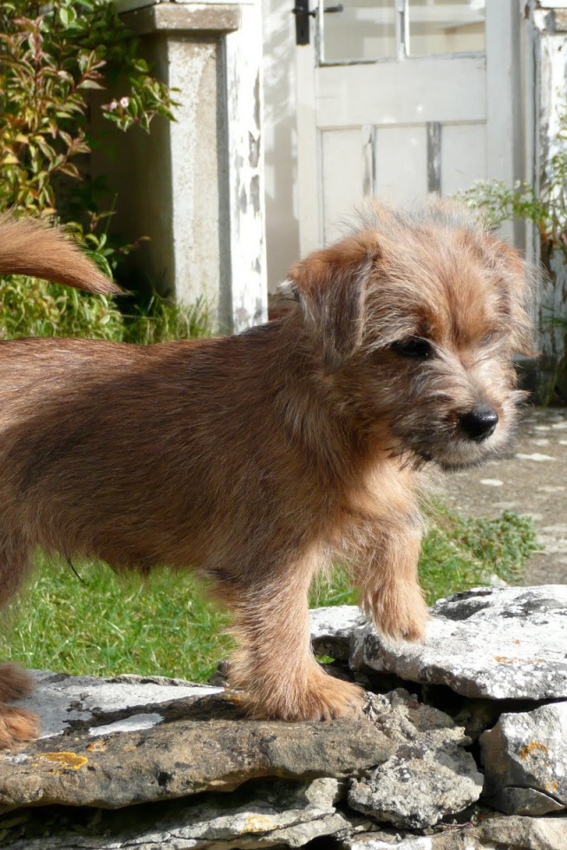 Норфолк терьер на камнях