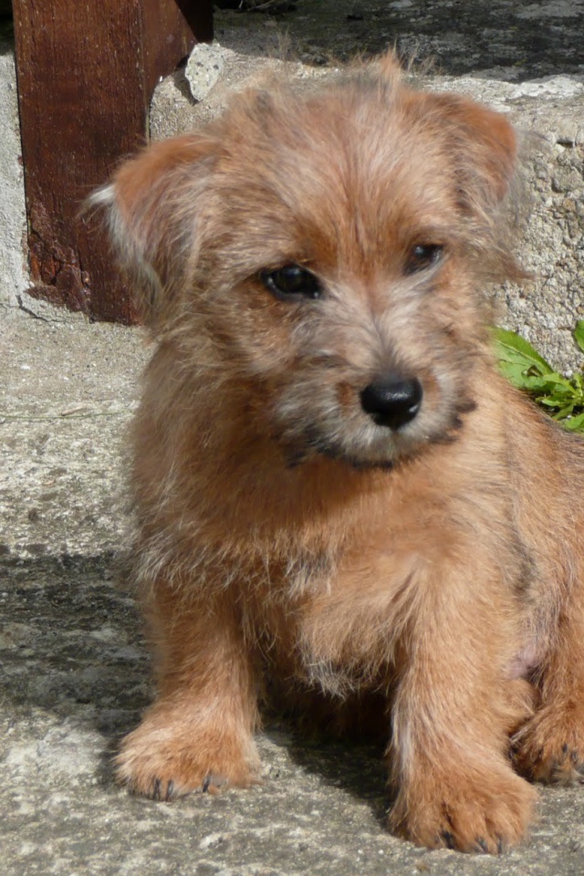 Щенок норфолк терьер