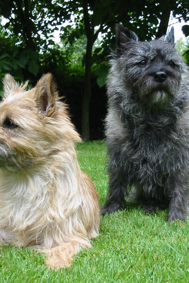 Представители породы норфолк терьер