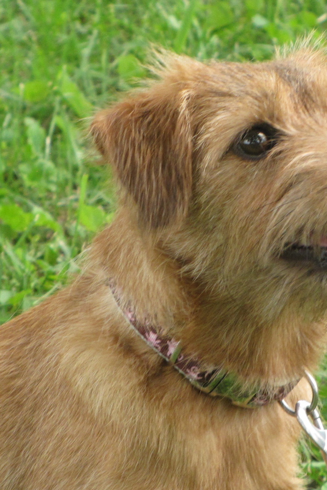 Любознательный норфолк терьер