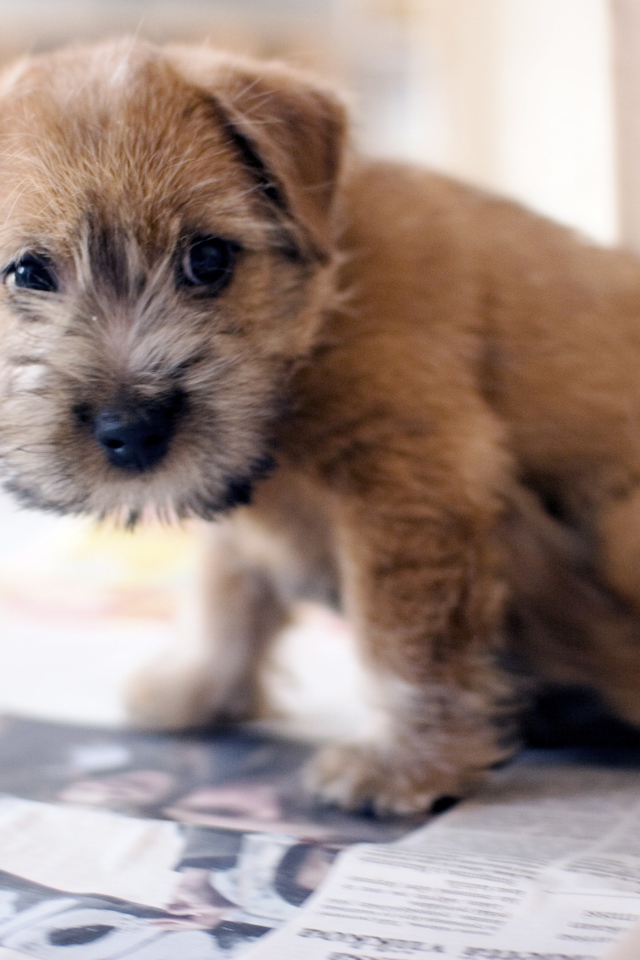 Красивый щенок норфолк терьер