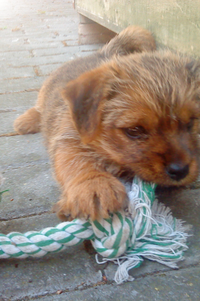 Щенок норфолк терьер грызет игрушку