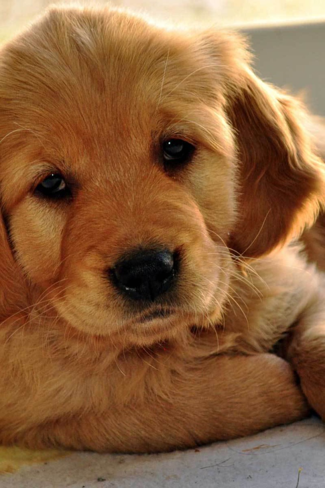 Грустный щенок норфолк терьер