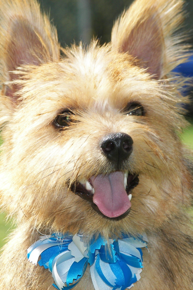Норфолк терьер с голубым бантом