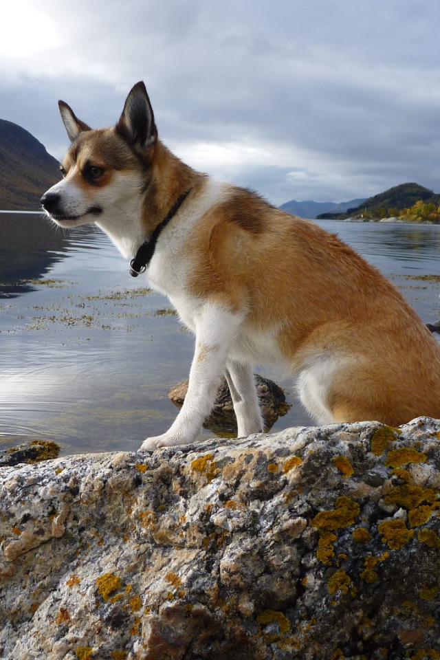 Норвежский лундехунд на камне