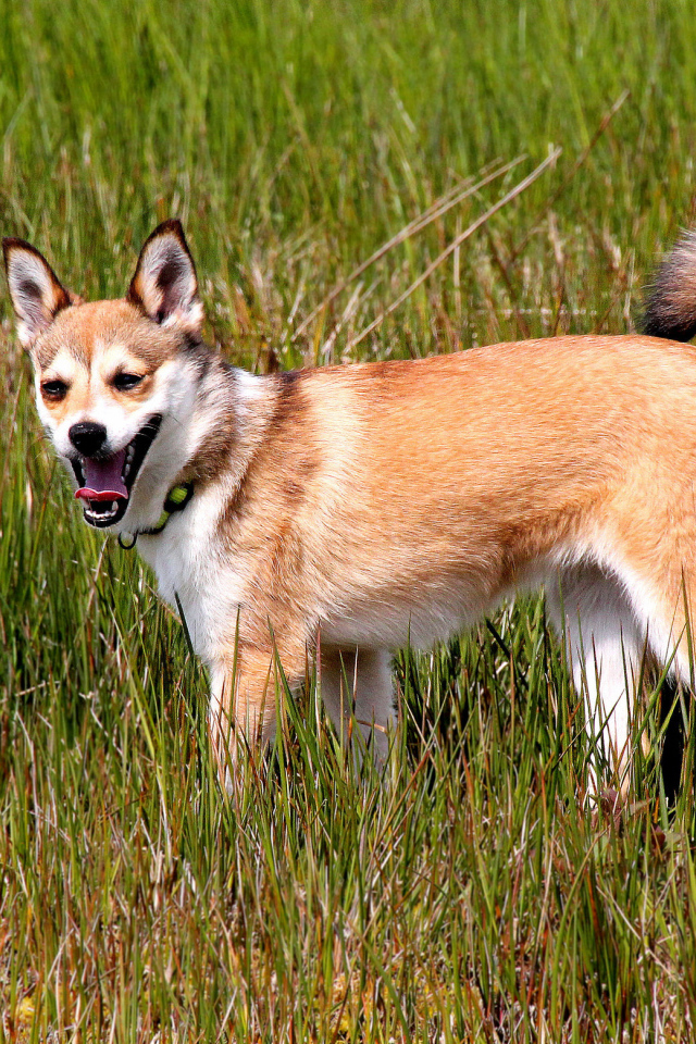 Норвежский лундехунд в траве