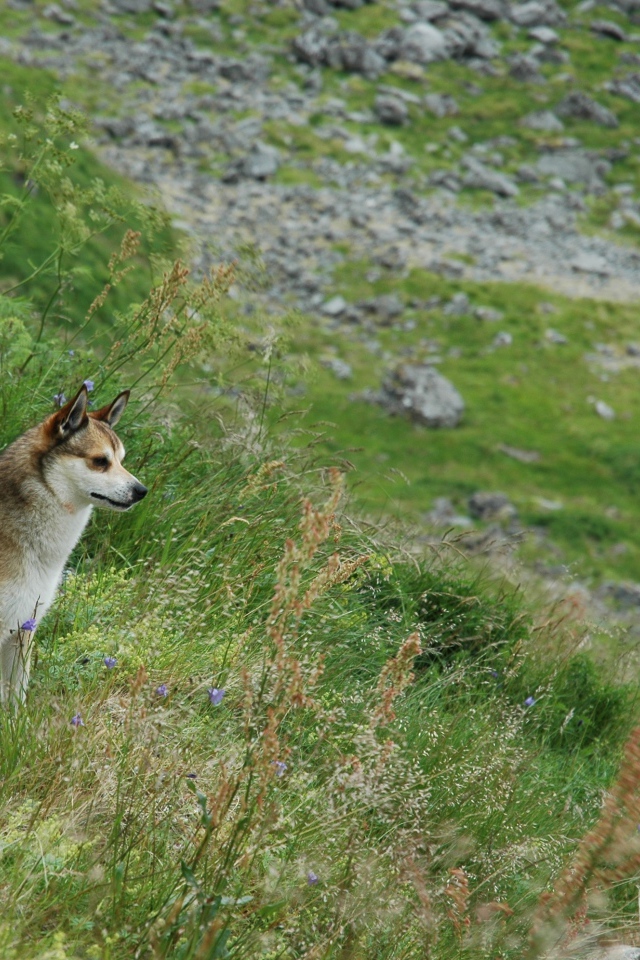 Норвежский лундехунд в горах