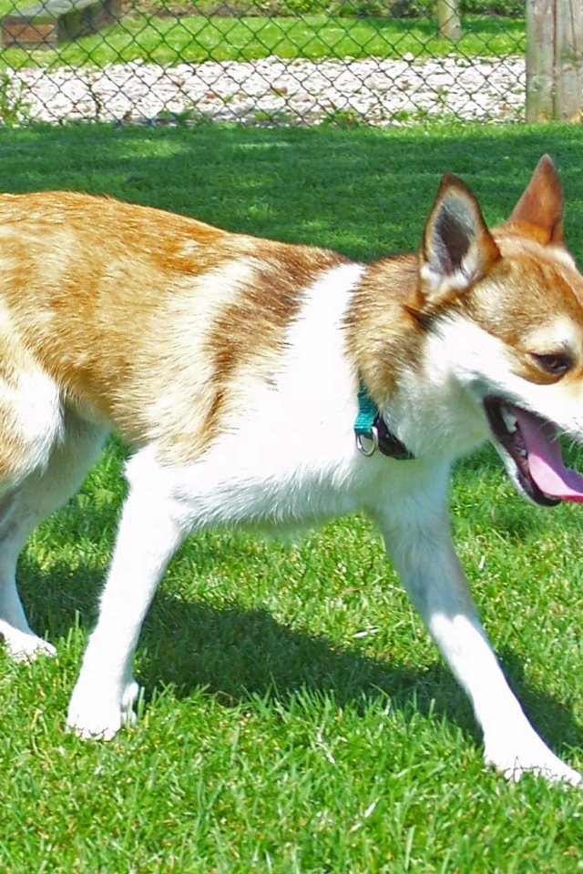 Норвежский лундехунд на газоне