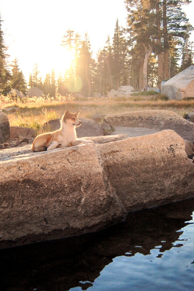 Норвежский лундехунд у воды
