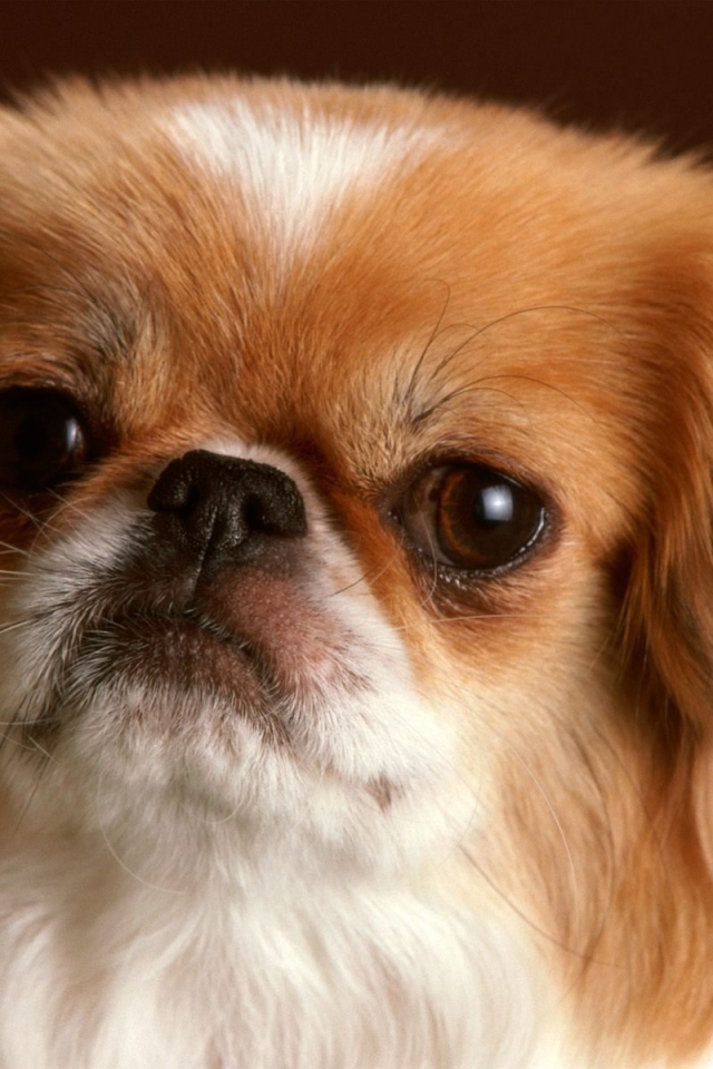 Обиженная морда пекинеса