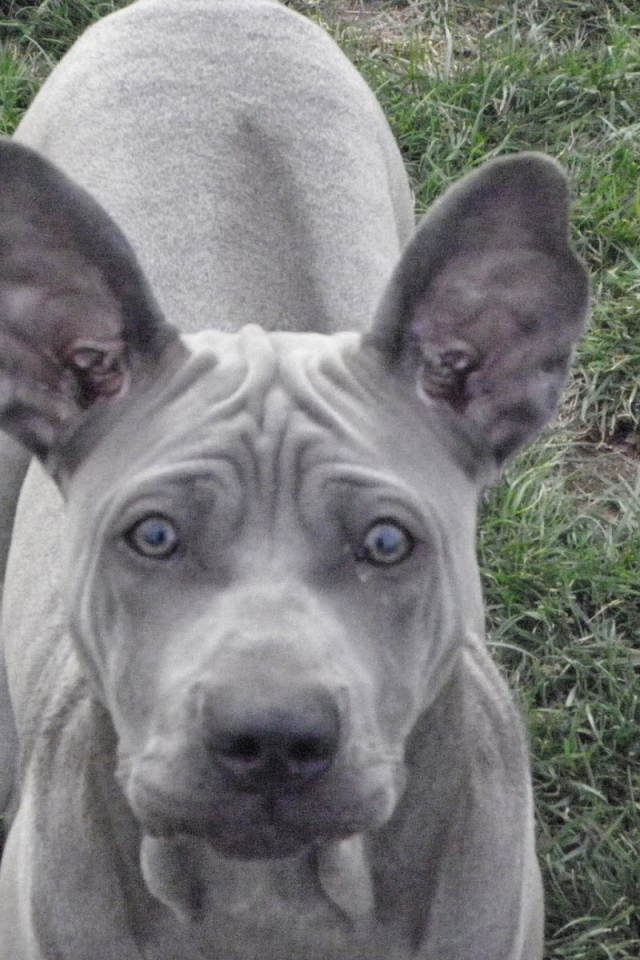 Ах этот взгляд тайского риджбека