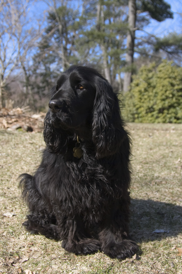 Старый спаниель в лесу