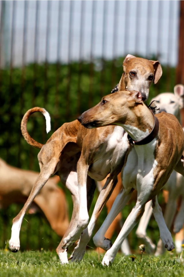 Стая собак азавак