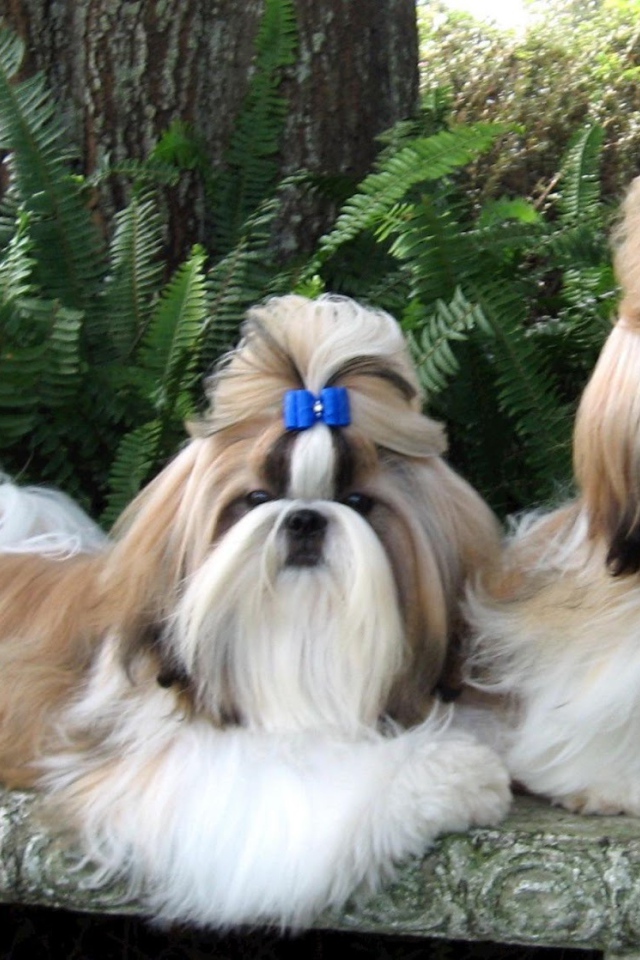 Пара ухоженных шитцу