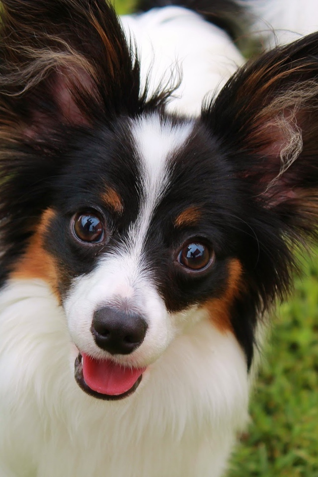 Папильон французская порода собак