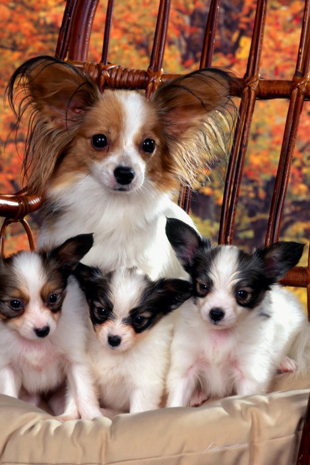 Мама папильон с щенками