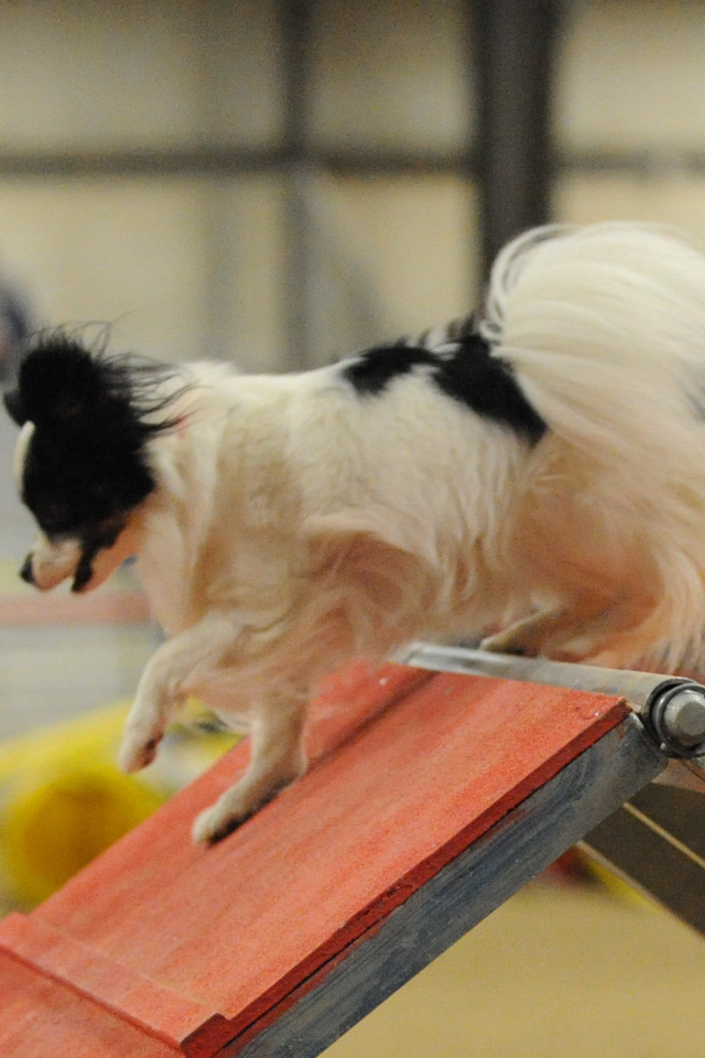 Собака папильон на тренировке