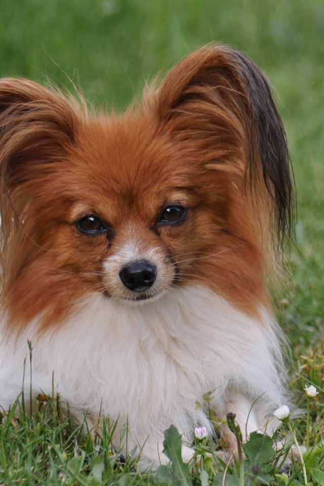 Папильон отдыхает в траве