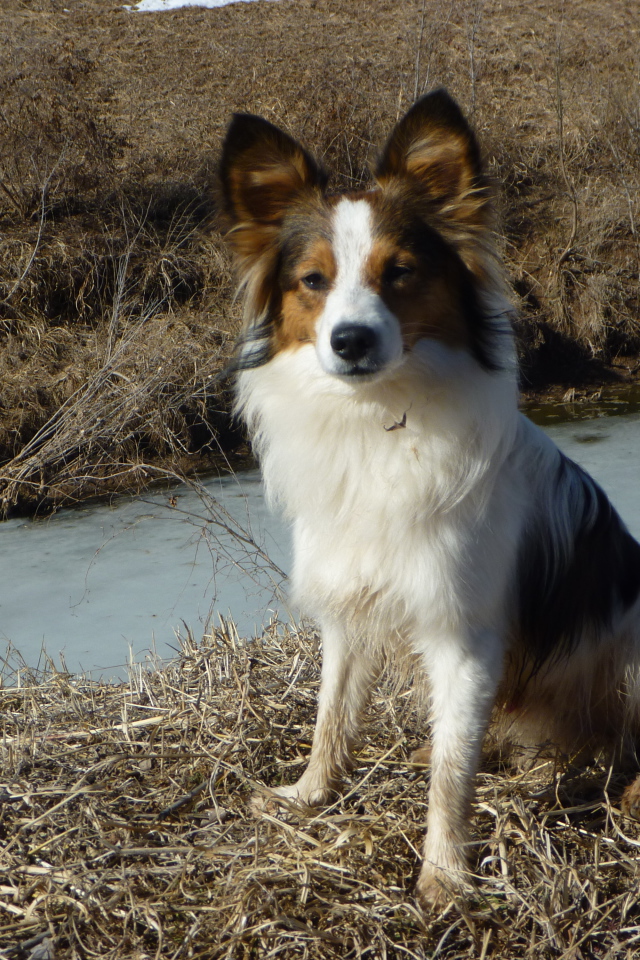 Papillon on the bank of the creek