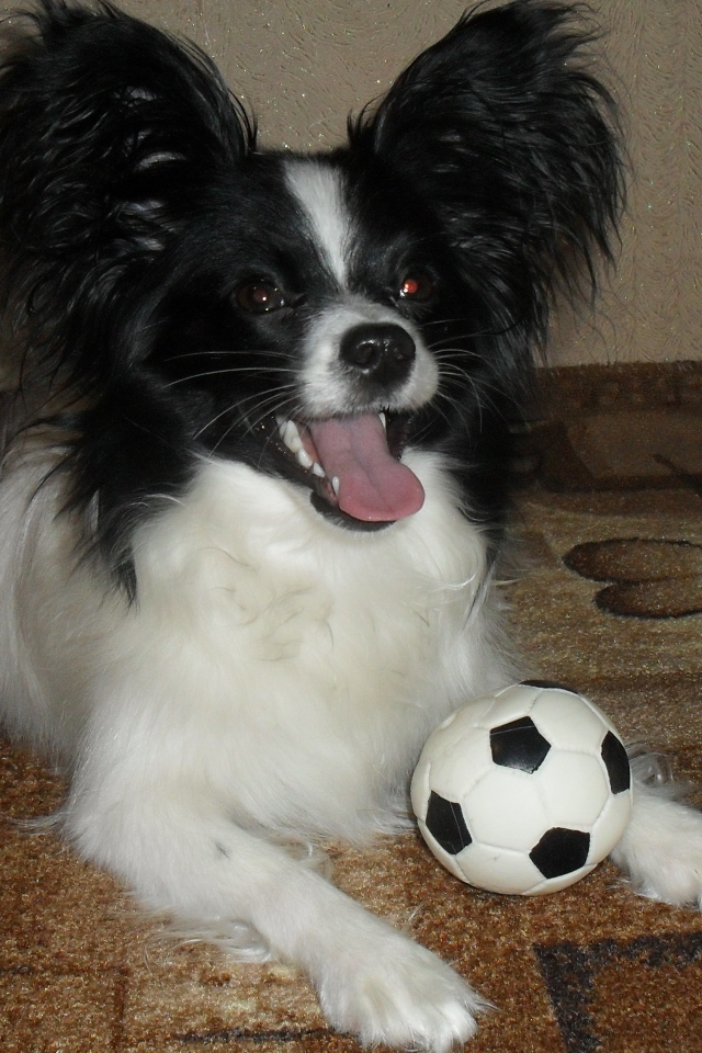 Папильон играет в футбол