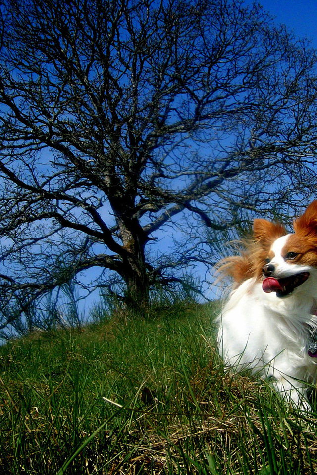 Папильон играет у дерева