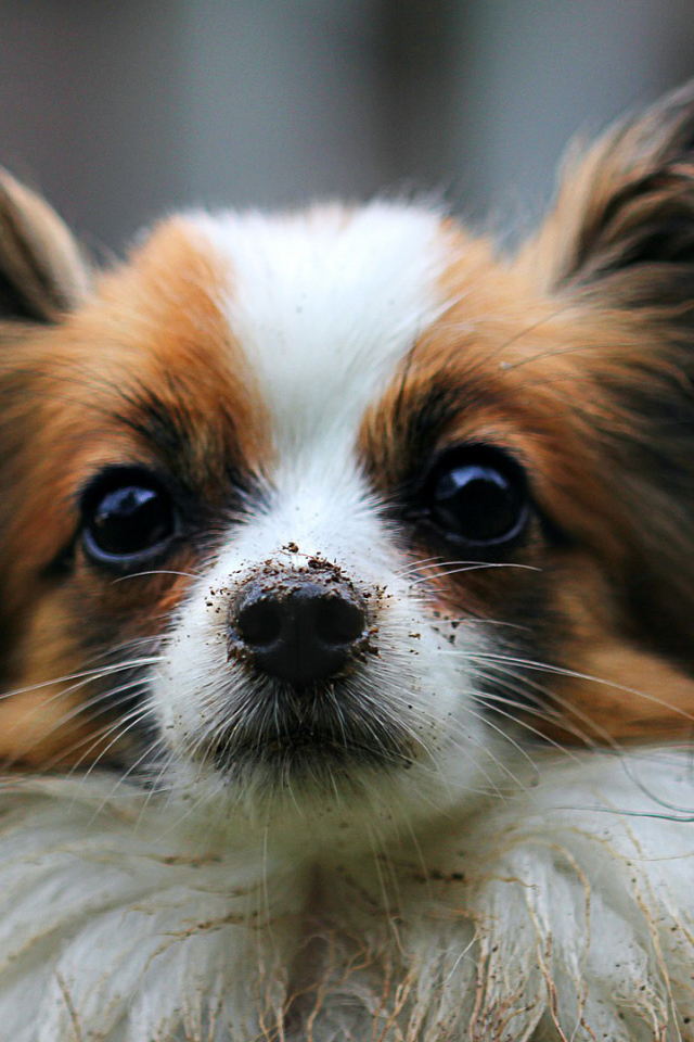 Papillon with a dirty nose