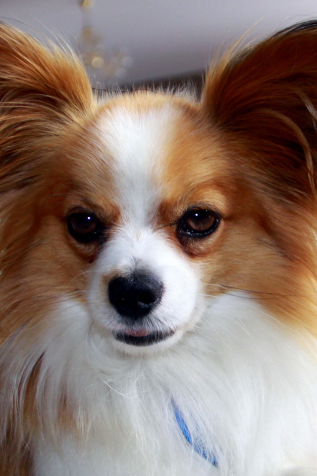 Папильон с мохнатыми ушами